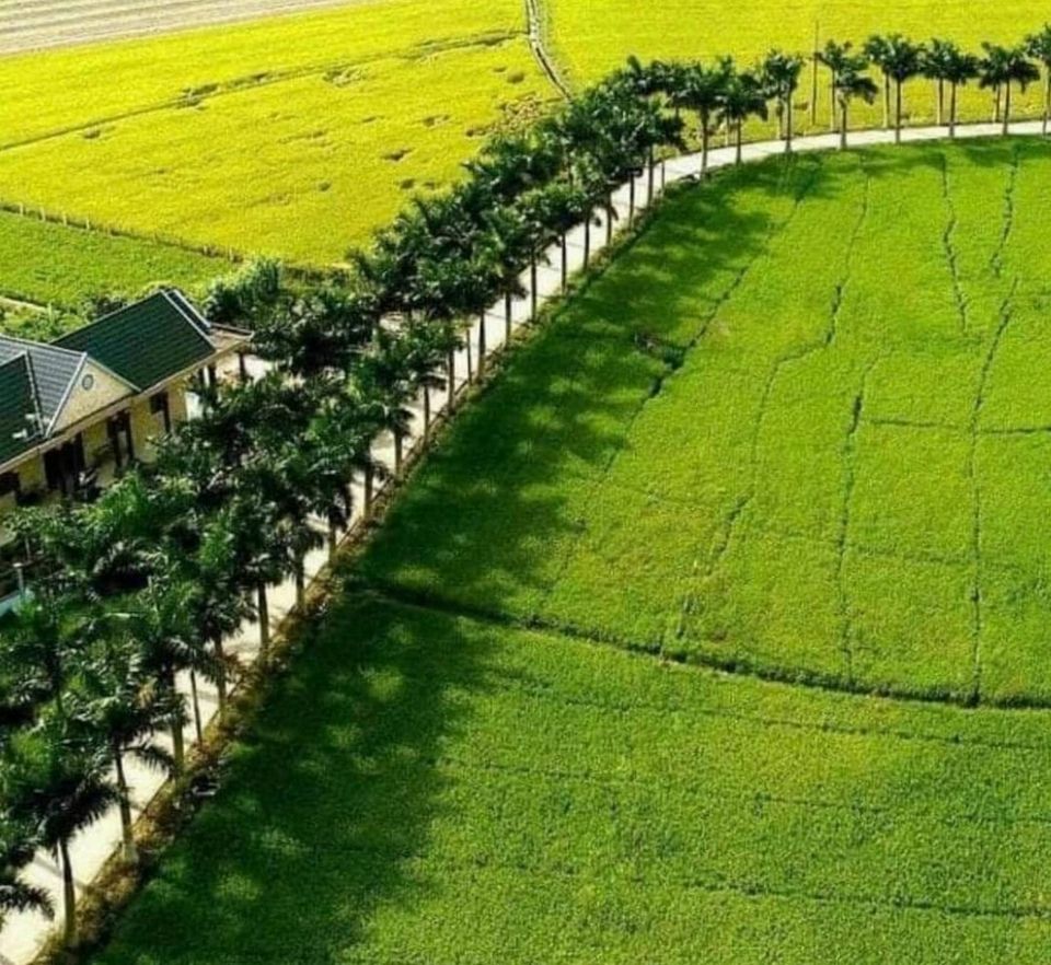 Bán 214 công (214.000m²) thuộc xã Bình Thành, Phụng Hiệp, Hậu Giang