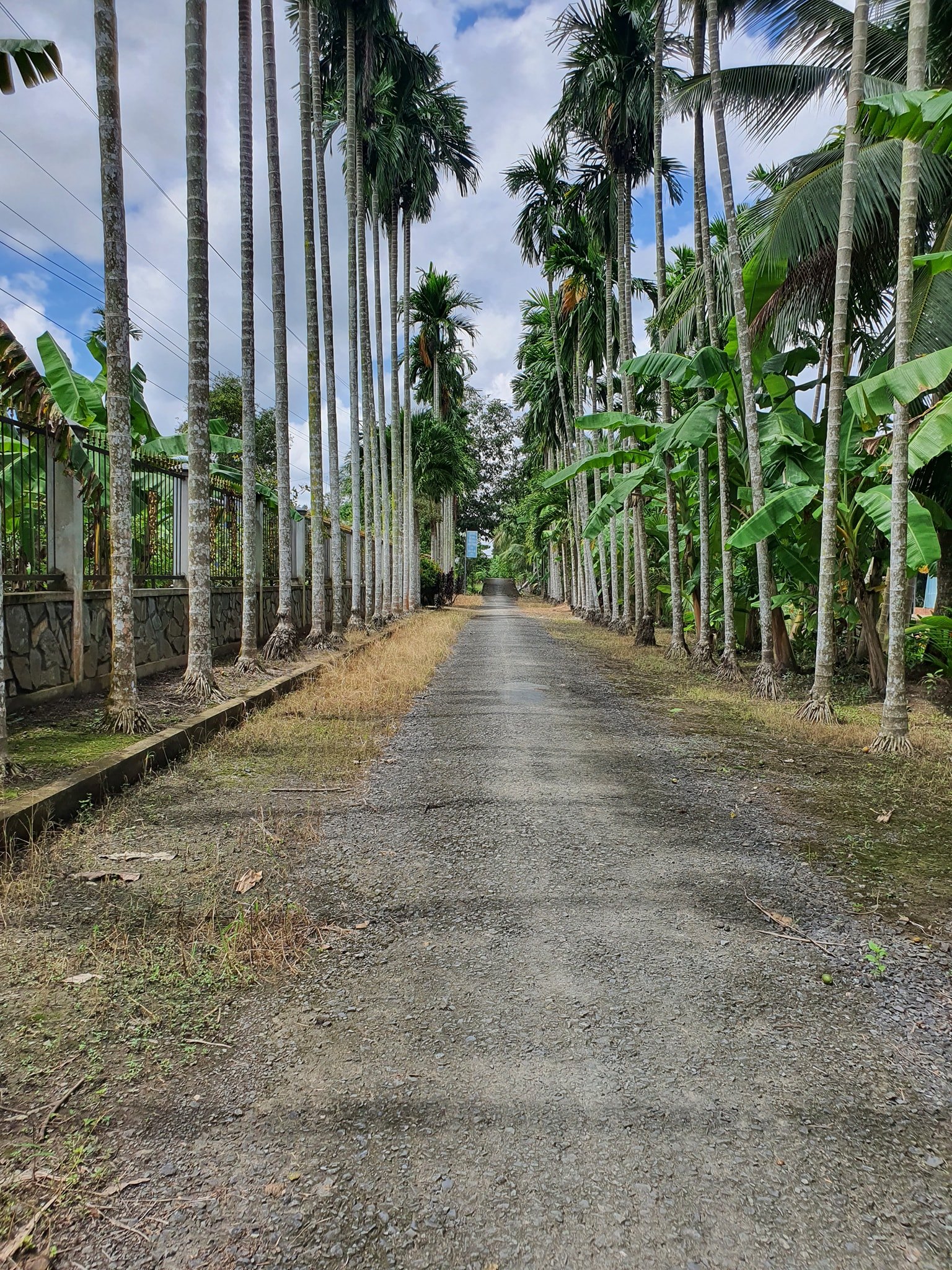 Bán đất rẻ như cho tặng