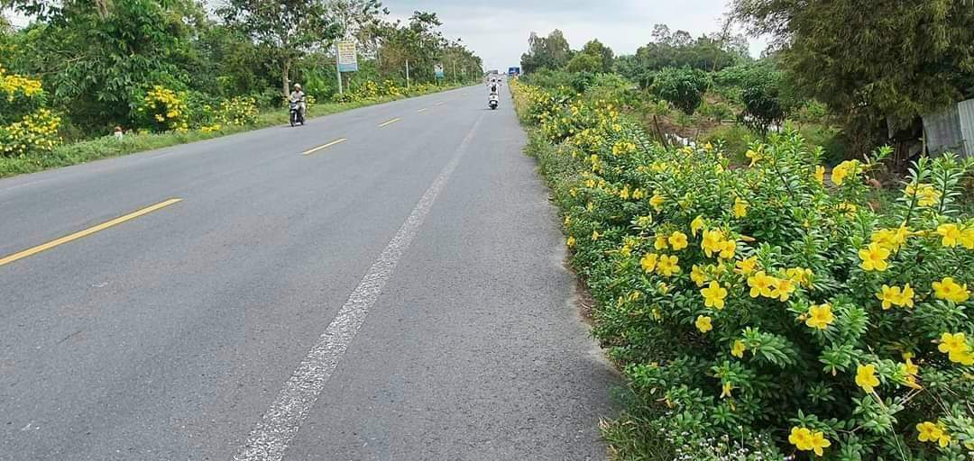 Bán mảnh vườn dâu Hạ Châu và Mít Thái 7.500m²