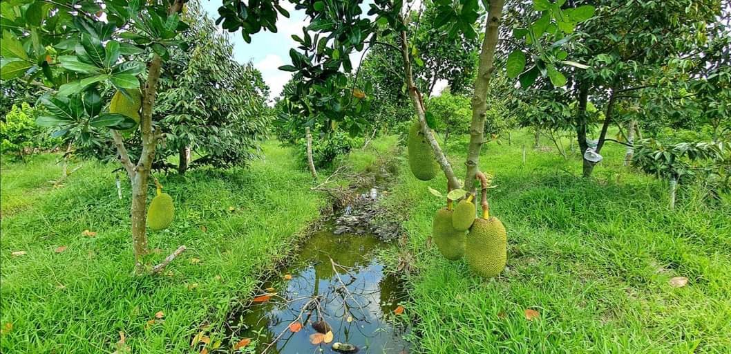 Bán mảnh vườn đang trồng mít Thái, chanh k⁰ hạt